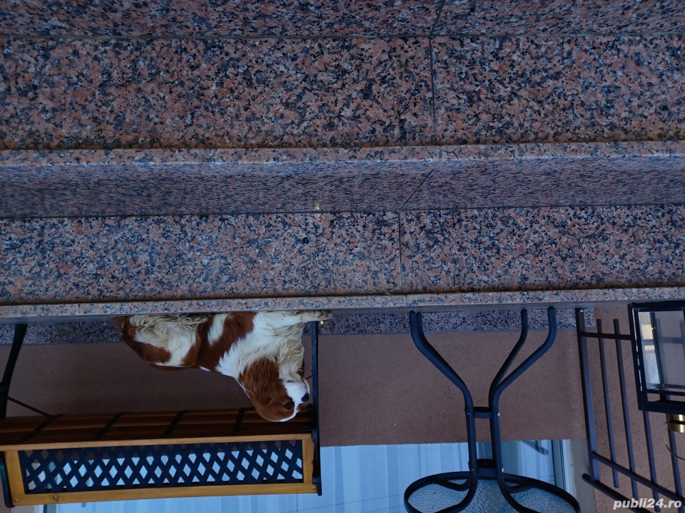 Cavalier King VAND sau SCHIMB