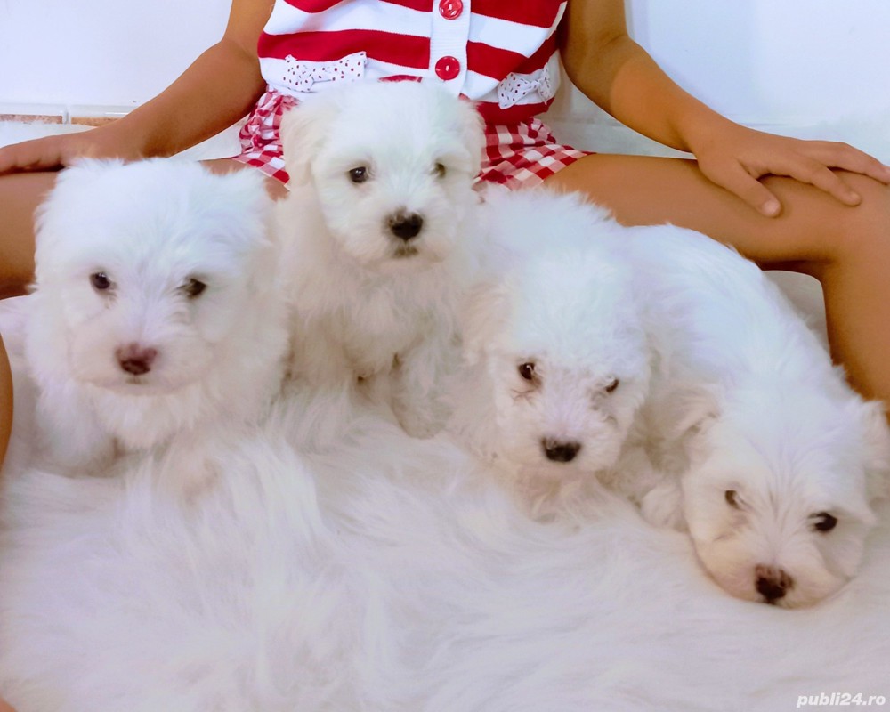 Exemplare deosebite!Bichon maltez superbi rasă pură Super preț!