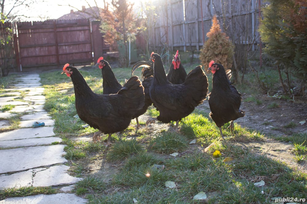 pui din gaini rasa AUSTRALORP 2025