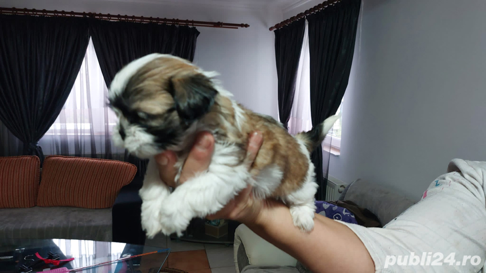 pui shih tzu