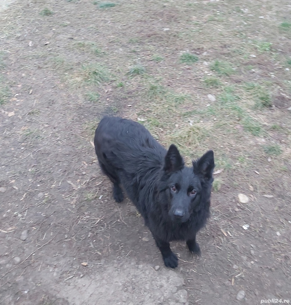 Femelă de lup alsalcian