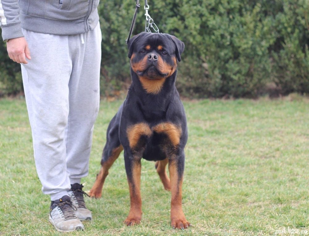 Vand pui Rottweiler cu pedigree 
