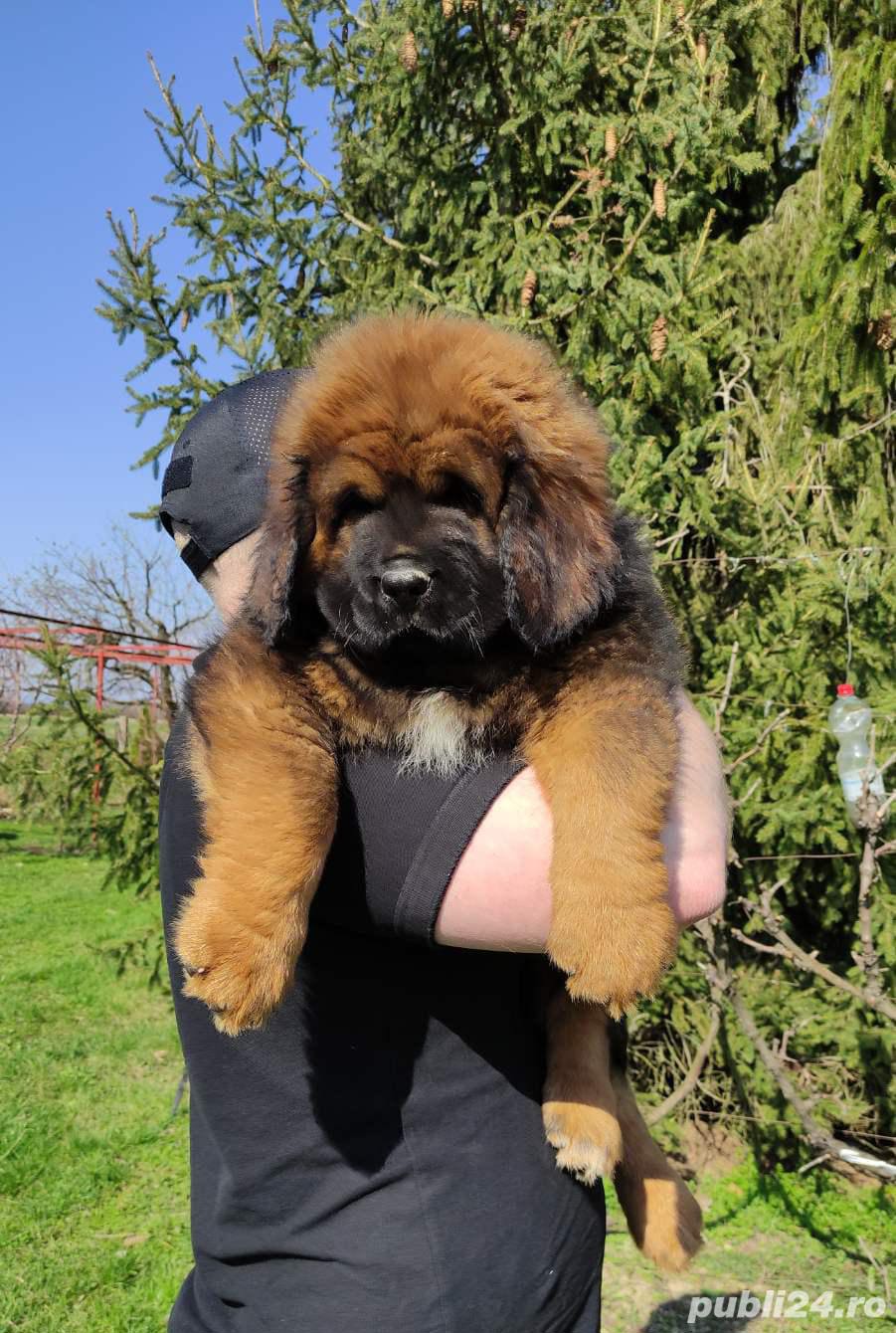 Pui de mastiff mastif tibetan Pui de mastiff mastif tibetan