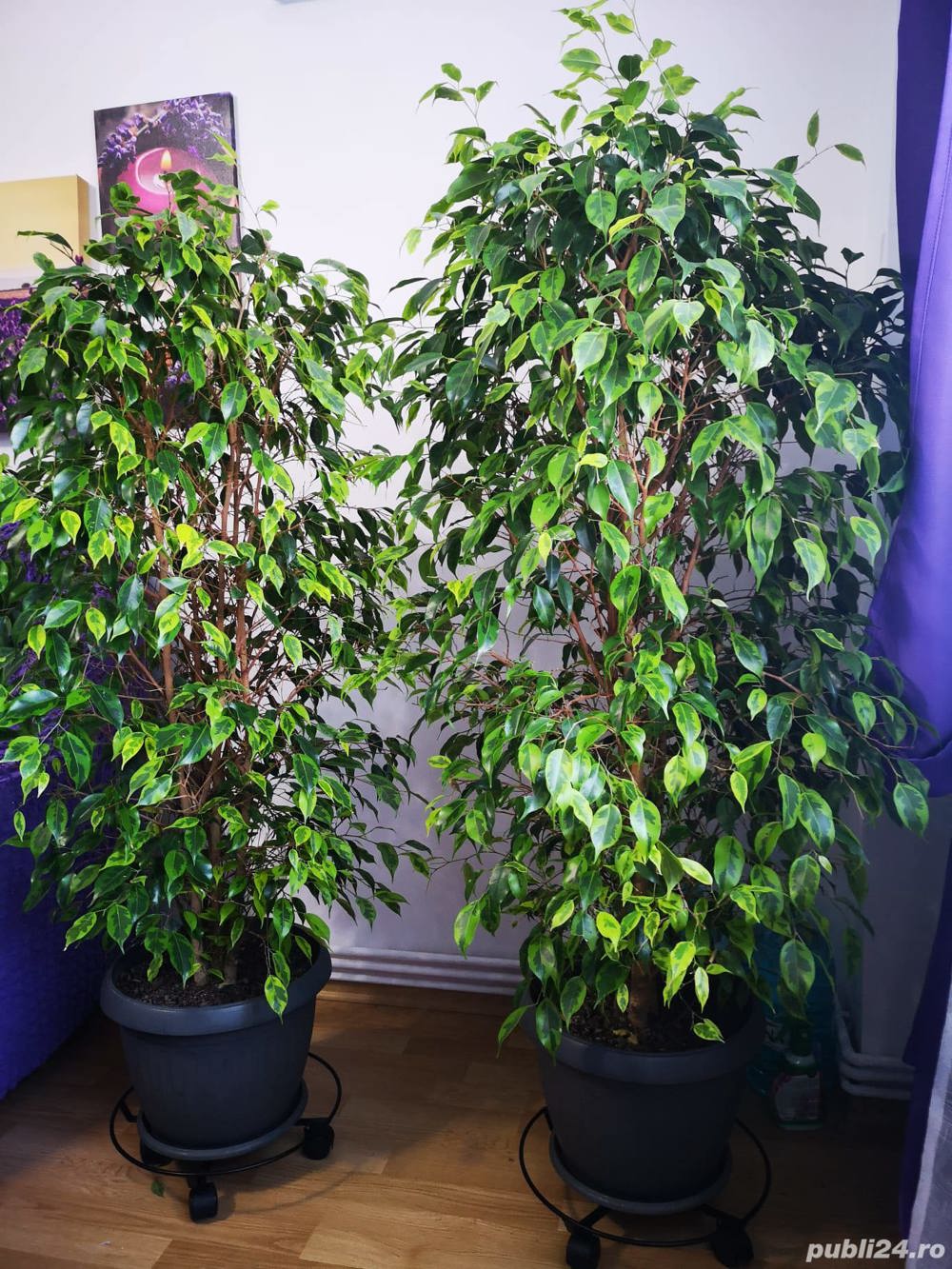 Vând ficus 2 bucăți