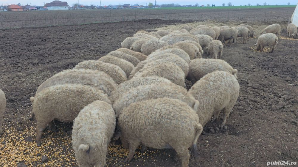 Vand  porci  scrofite  din rasa mangalita cu origine de la 50-100 kg