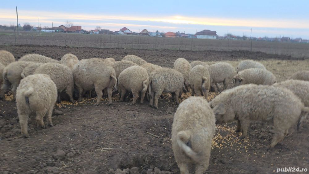 Vand  porci  scrofite  din rasa mangalita cu origine de la 50-100 kg