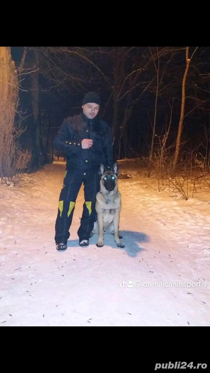 Dresaj canin sportiv Dresaj canin sportiv