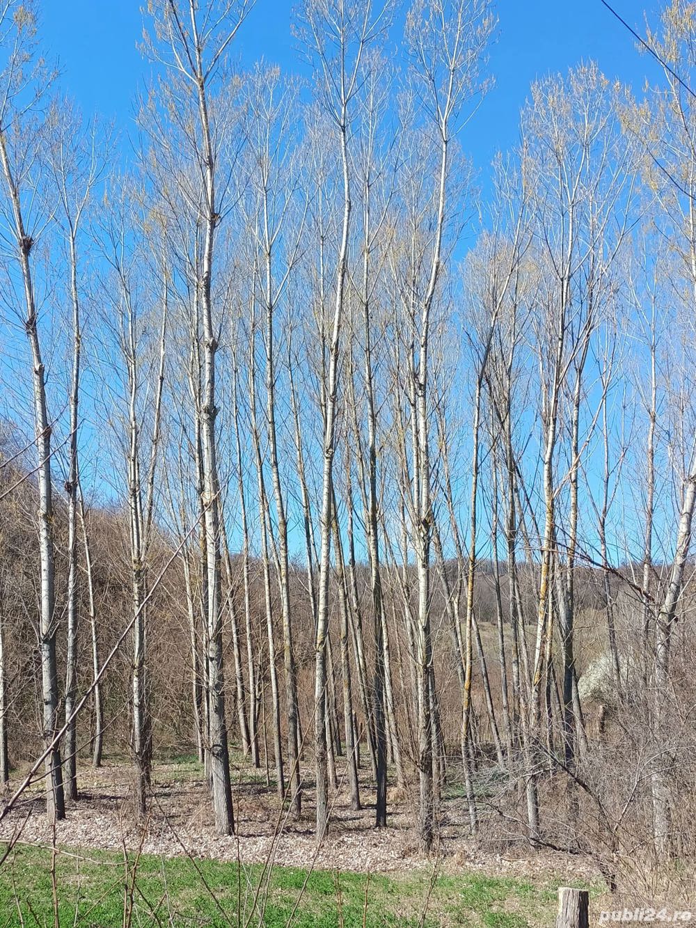 Lemn de plop canadian