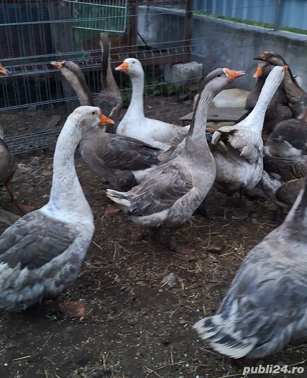 15 gaste si 2 gascani