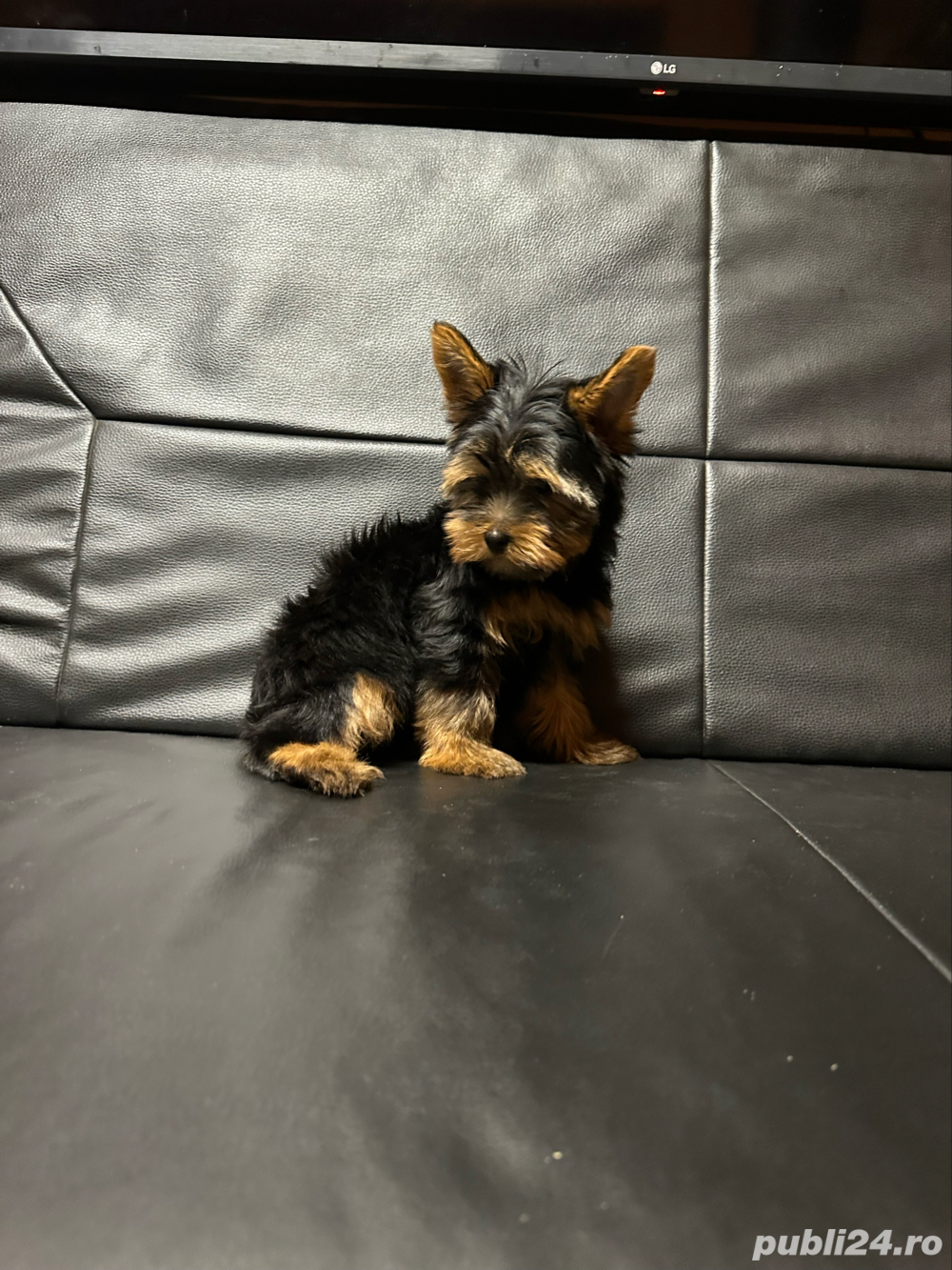 Yorkshire terrier mini toy