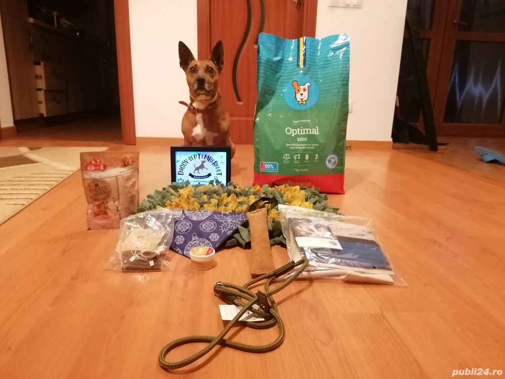 Persoana calificata si pasionata ofer servicii dresaj canin de baza