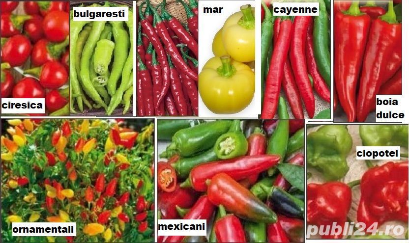 30seminte ardei iute - pentru consum proaspat si planta decorativa