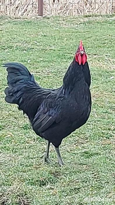 Cocosi  Australorp rasa pura 6 luni  Cocosi  Australorp rasa pura 6 luni