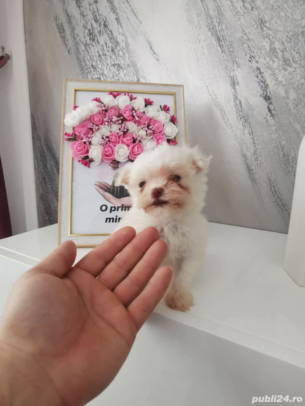 Cățeluși bichon maltez mini toy 