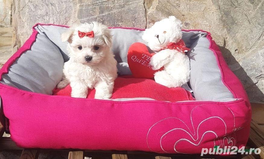 Bichon maltez superbi