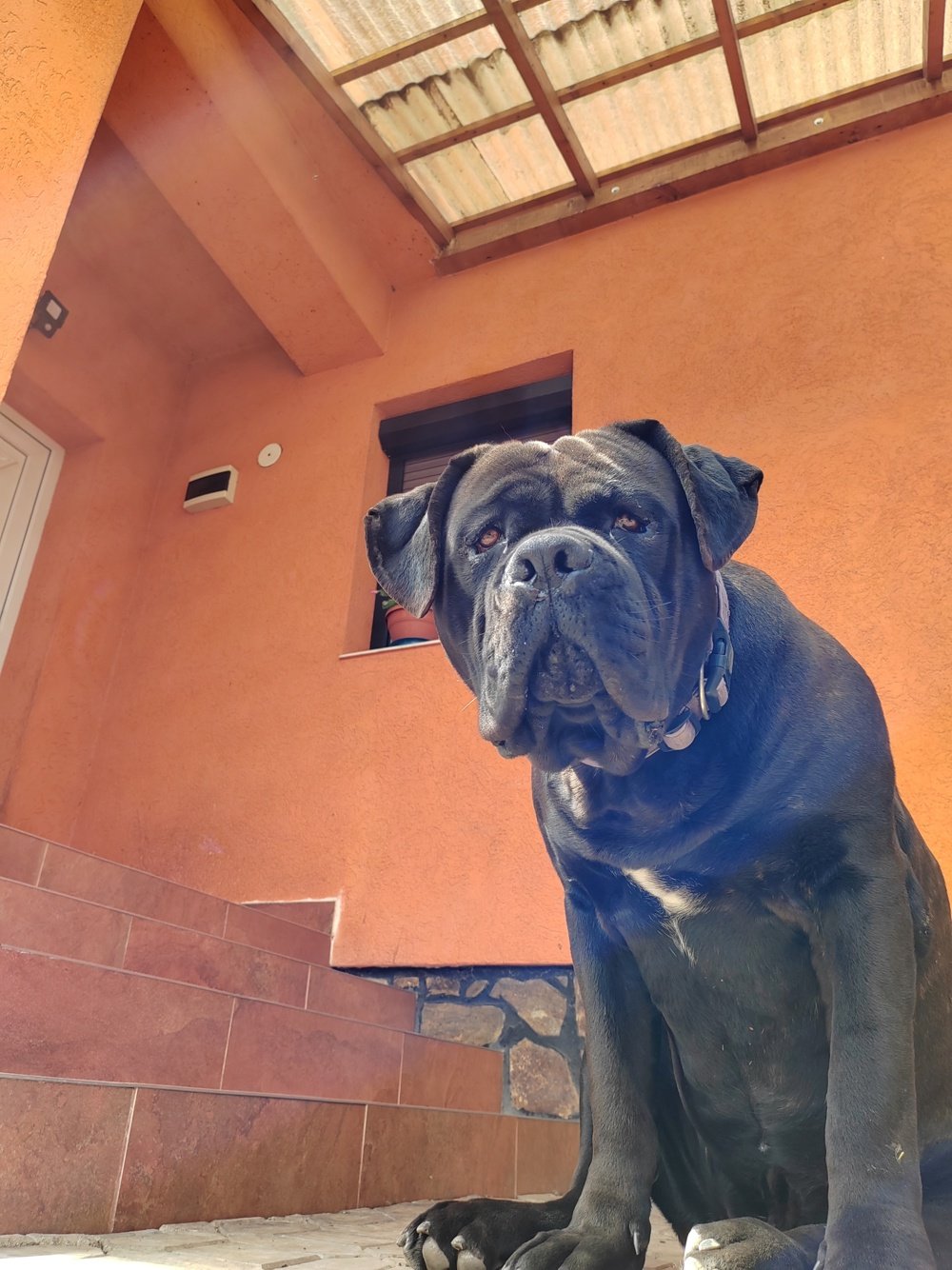 Disponibil mascul Cane Corso 