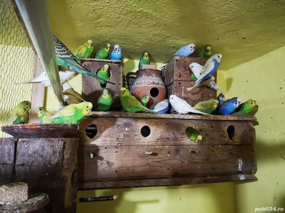 Vând peruși adulți sau pui, orice culoare