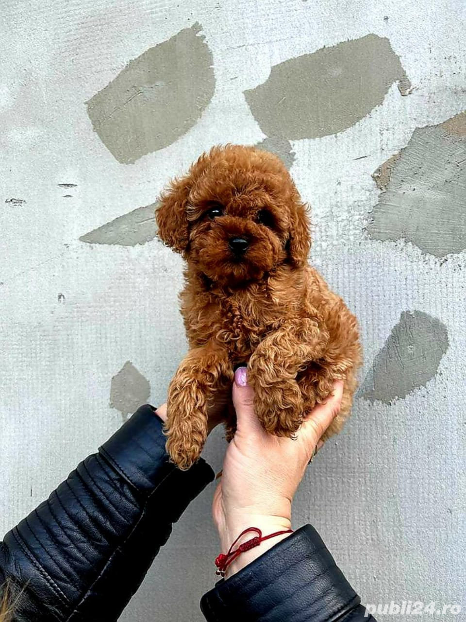 Poodle Toy Apricot, genetică deosebita,  rasă hipoalergenica, nu lasă păr