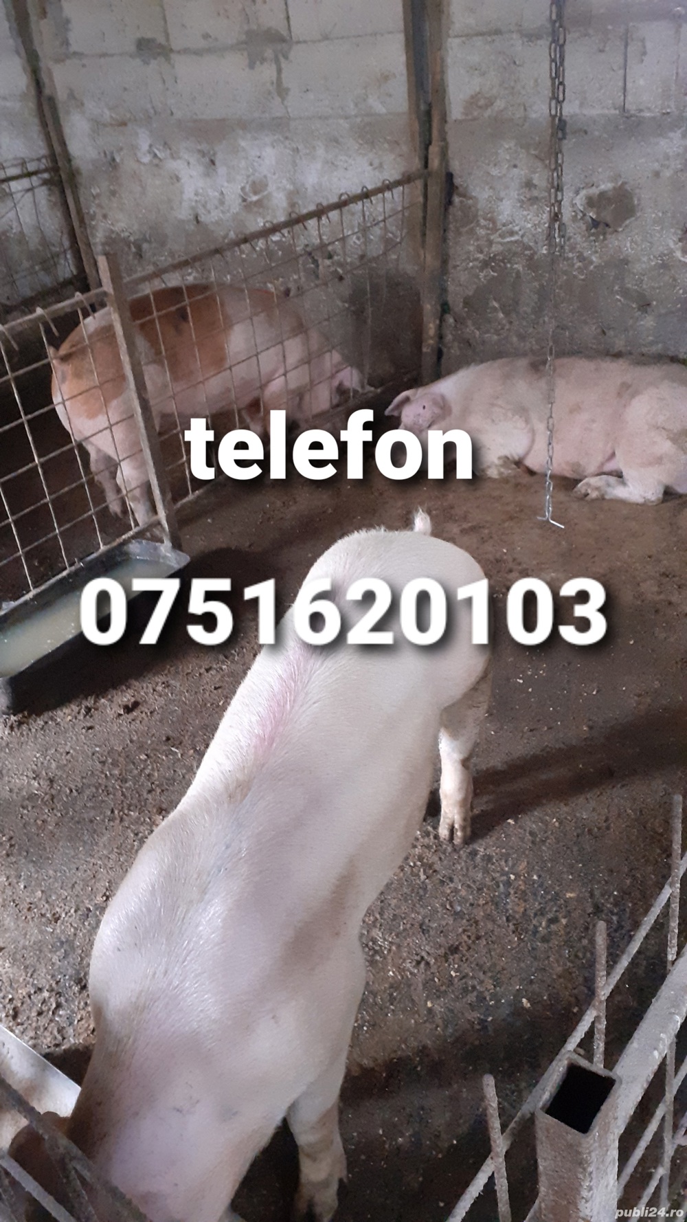 porci de vanzare porci de vanzare