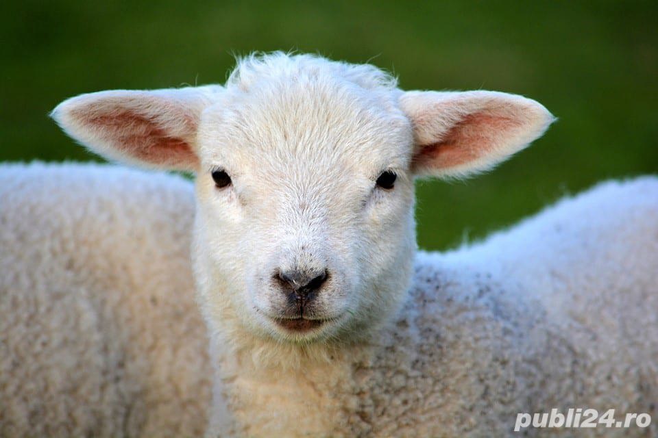 Miei de Paste ieftini tineri 