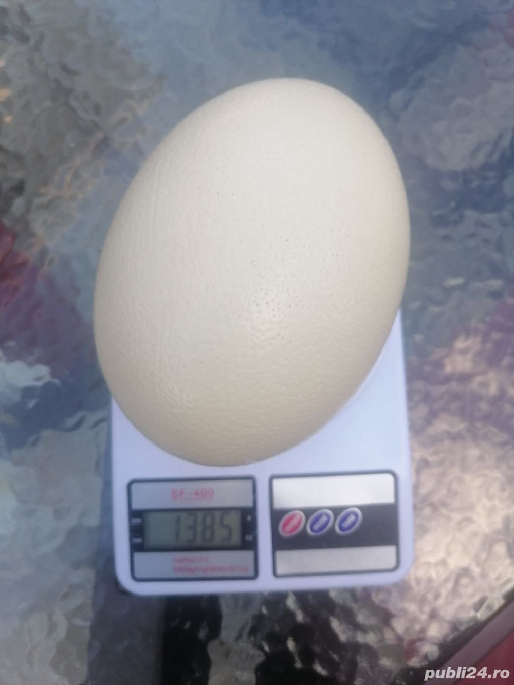 Oua strut de vanzare