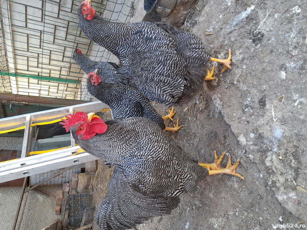 Familie Plymouth Rock Barat, Brahma și rase pitice de expoziție 