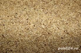 Seminte de iarba canarului,19lei kg