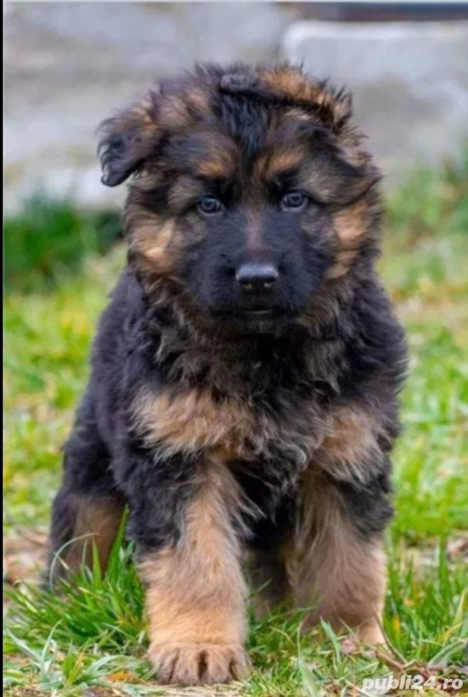 Vând super-pui CG linie campioni expoziții