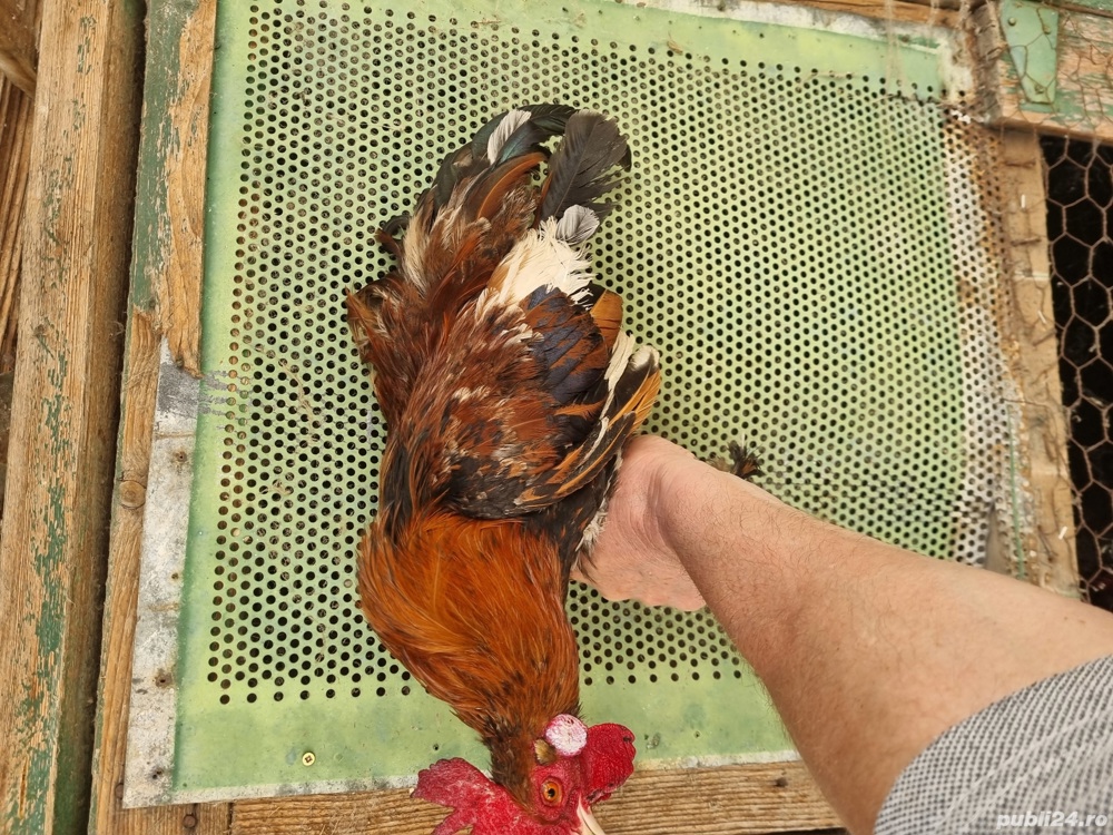 Cocos   credli {americane} Cocos   credli {americane}