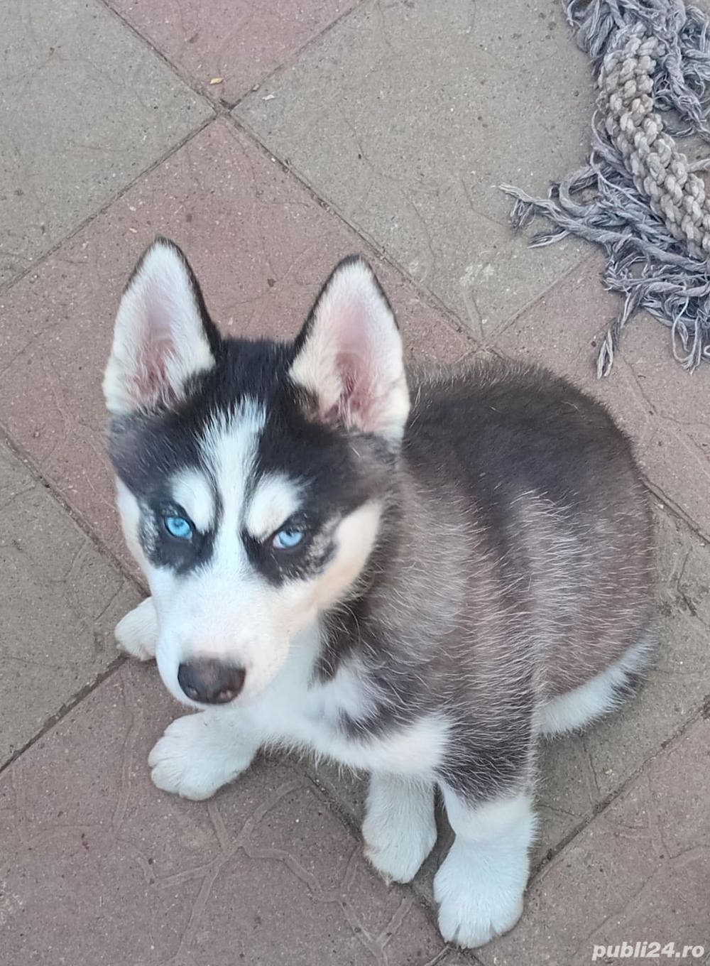 Femele și masculi husky de vânzare 