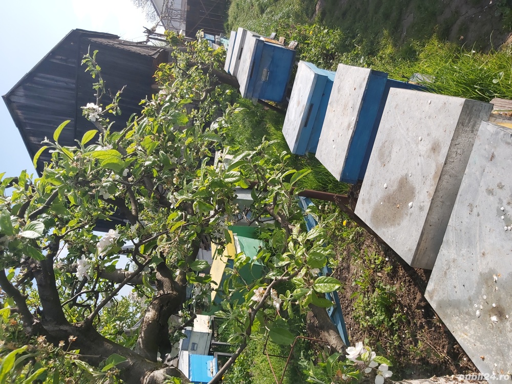 Familii de albine și roiuri de vanzare