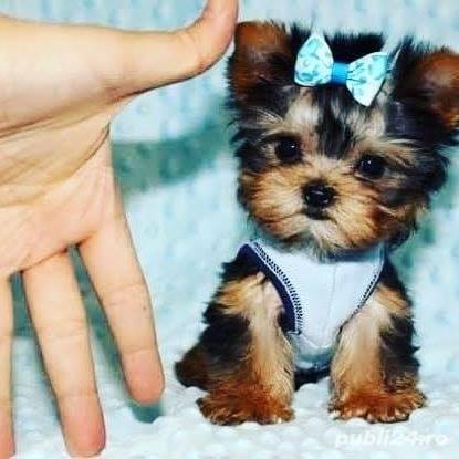 Yorkshire Terrier Mini Toy - rasă hipoalergenică 
