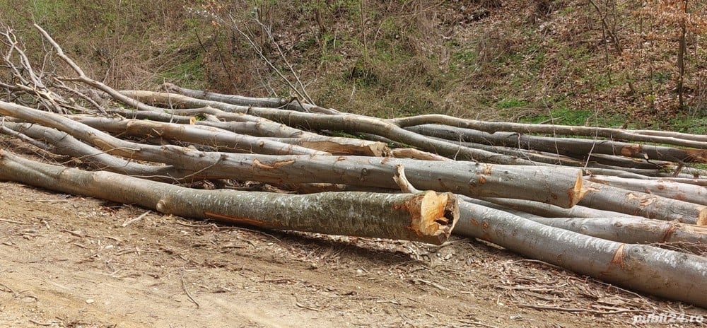 Lemn de foc FAG,SALCAM,STEJAR,carpen de vanzare