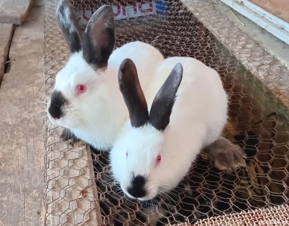 Vând pui și adulti de california californian  Vând pui și adulti de california californian