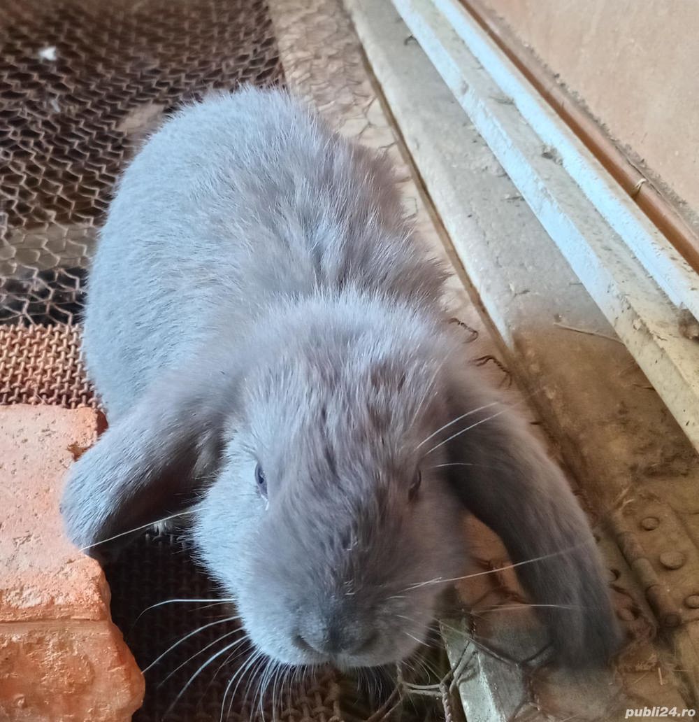 Vând pui de berbec german Vând pui de berbec german