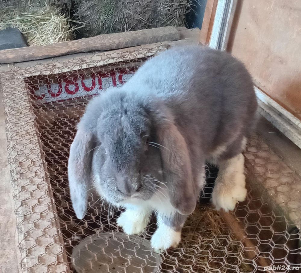 Vând berbec german adulti Vând berbec german adulti