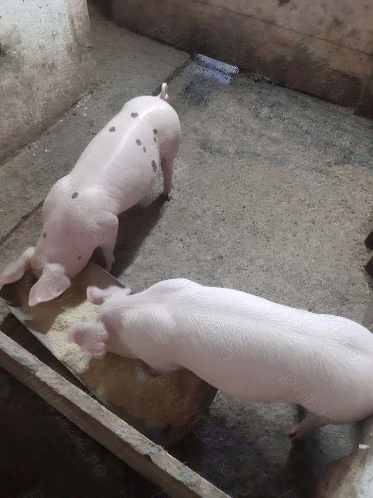 porci de vânzare 