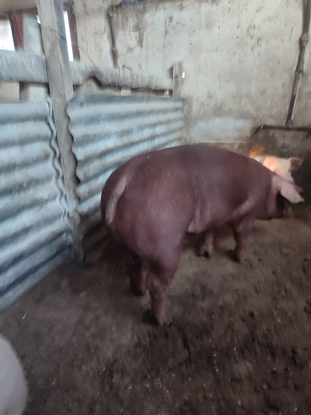 porci rasa de carne 