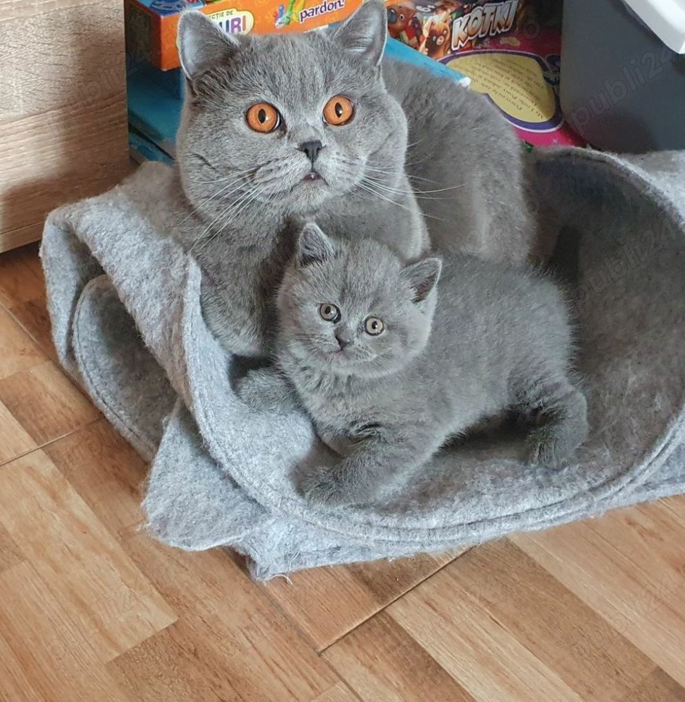 British shorthair blue British shorthair blue