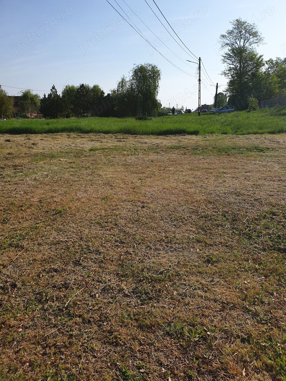 Iarbă  trifoi lucernă  gratis