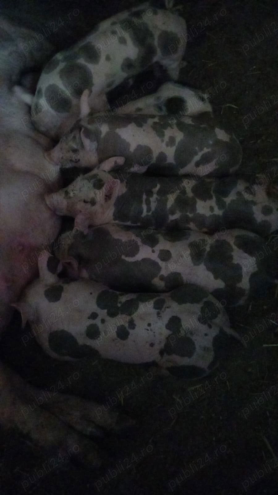 disponibil disponibil