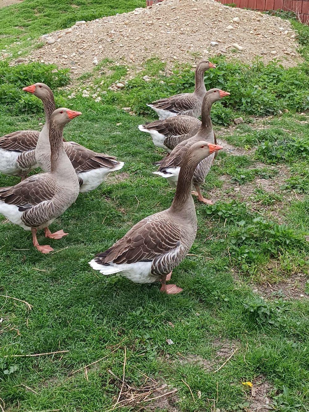 Vând gâște tinere de anul acesta 