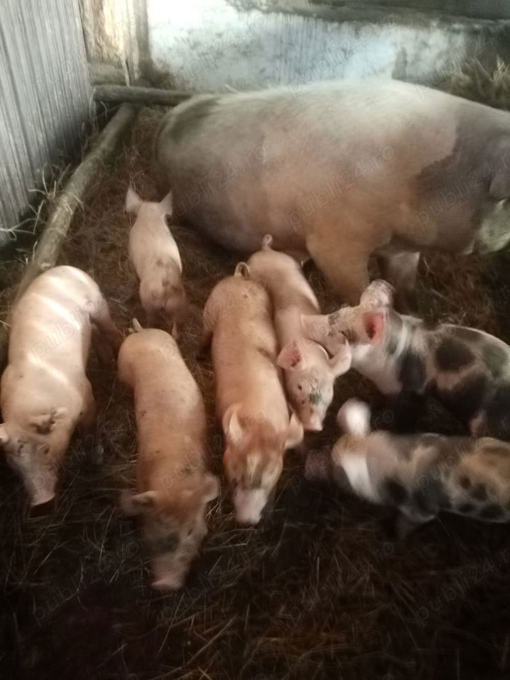 Crescator vand sau schimb purcei 8 - 14 saptamani din gospodaria proprie !!!