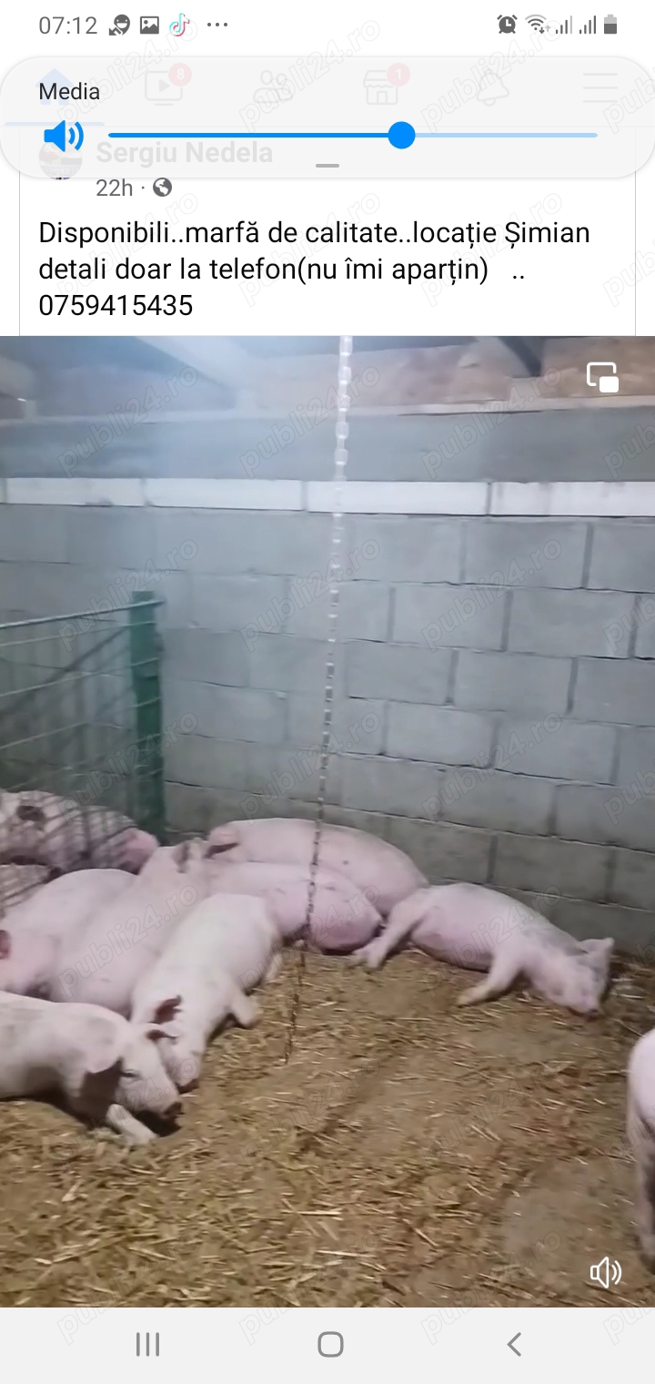 vind grasuni rasa landras cu marele alb. 