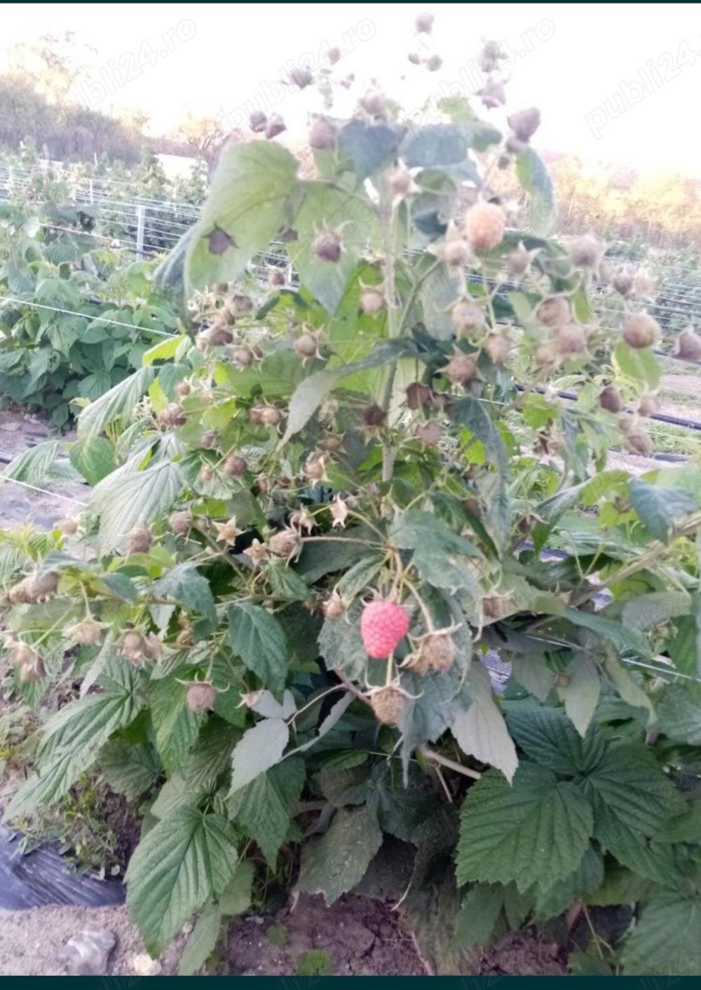 vând butăși zmeură polka remontantă 