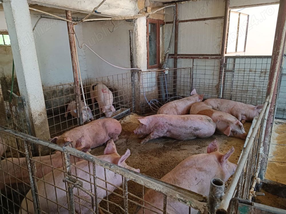porci si purcei de carne 30-200kg porci si purcei de carne 30-200kg