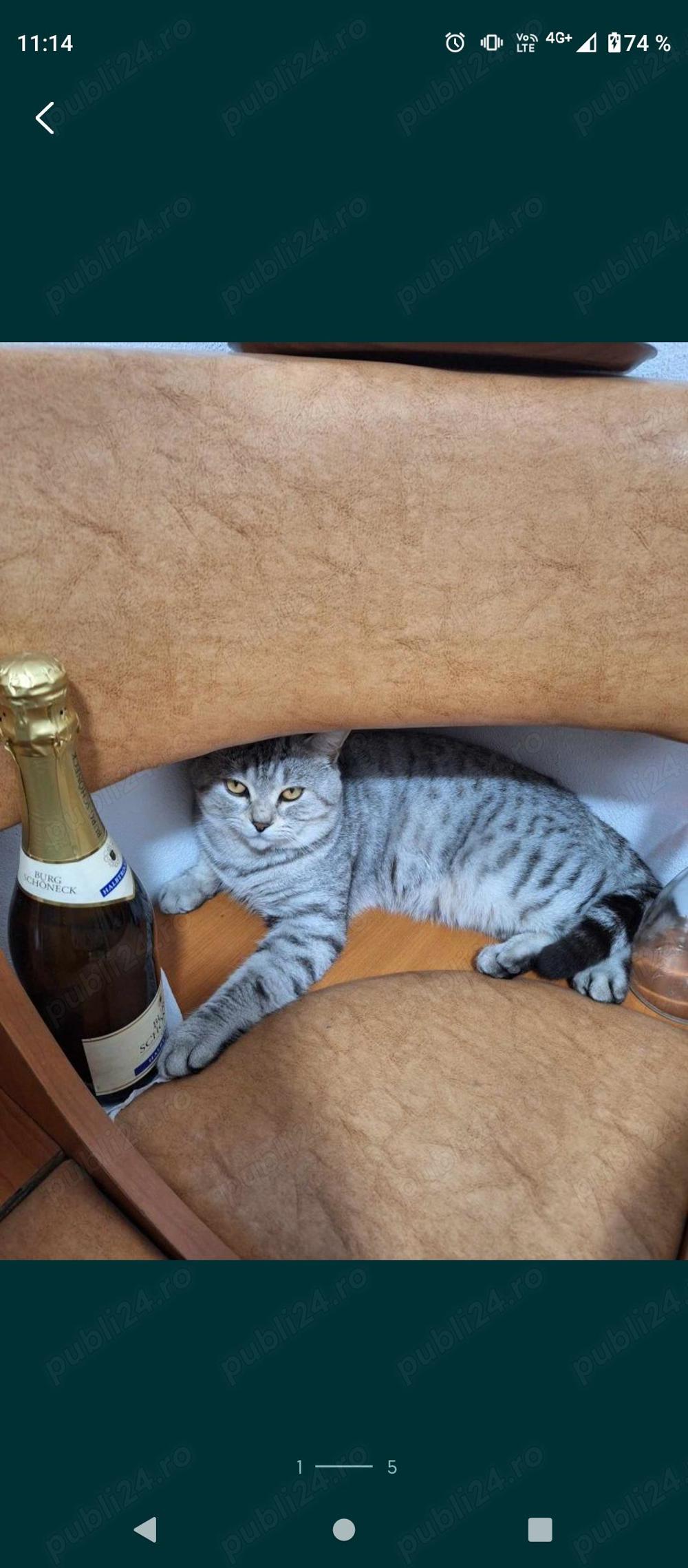 Mascul British shorthair  Mascul British shorthair