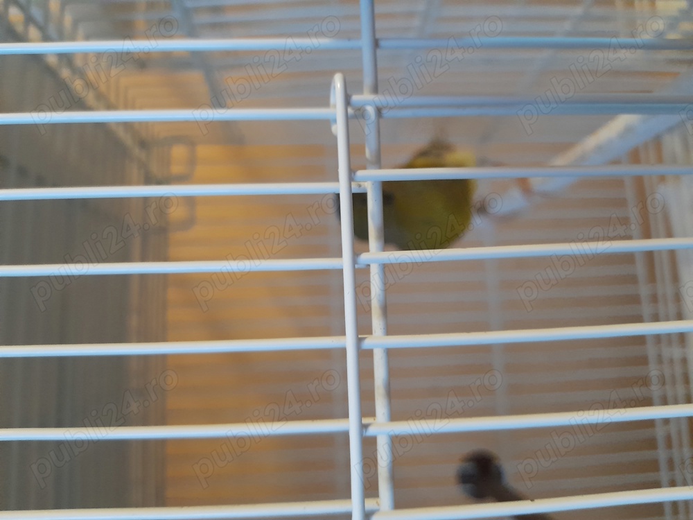 canarite 2024 și 2025 timbrado canarite 2024 și 2025 timbrado