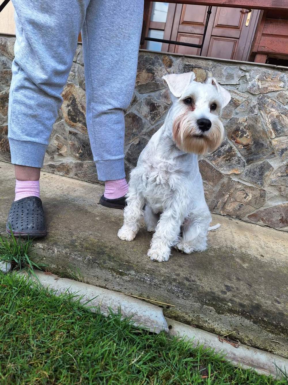 schnauzer pitic alb schnauzer pitic alb