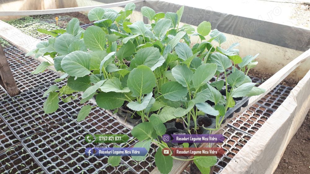 Vand Rasad de Varza de Buzau , Tucana F1 , New York F1 2026